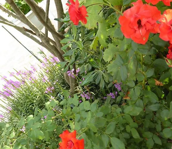 Bojanic Appartement Vodice